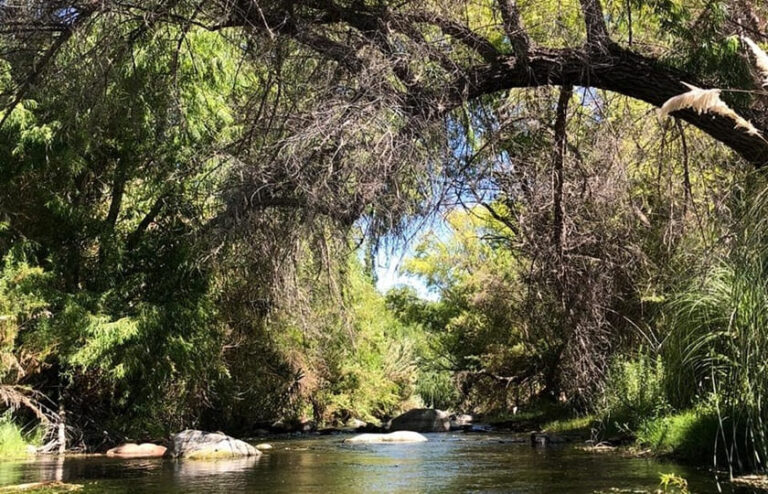 Lee más sobre el artículo Aldea Biocultural Ayelén