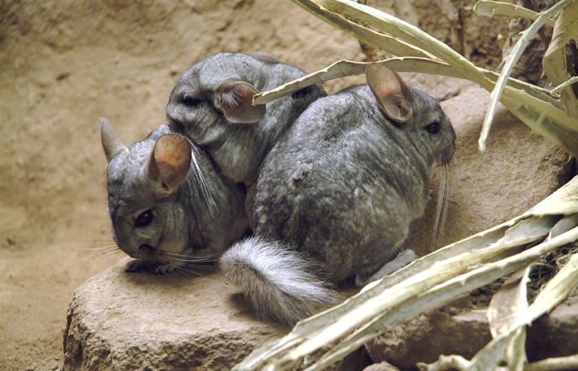 Reserva Nacional Las Chinchillas
