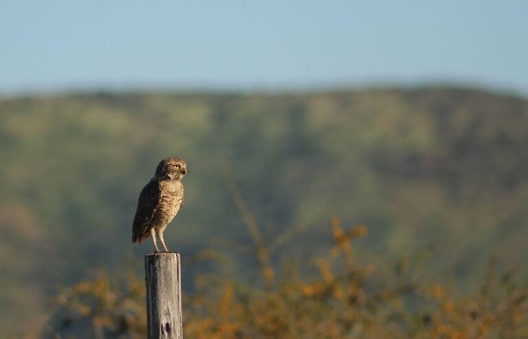 Lee más sobre el artículo TTLEW