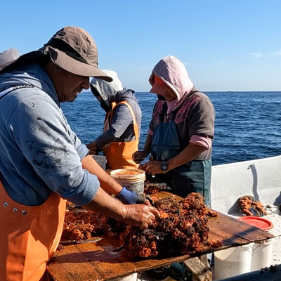 conoce la ruta del ostion en Tongoy, region de coquimbo